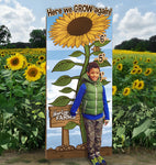How Tall This Year? Sunflowers